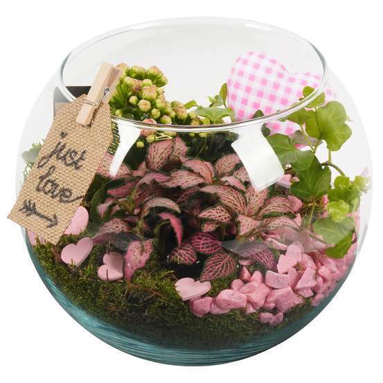 Terrarium St Valentin, rose