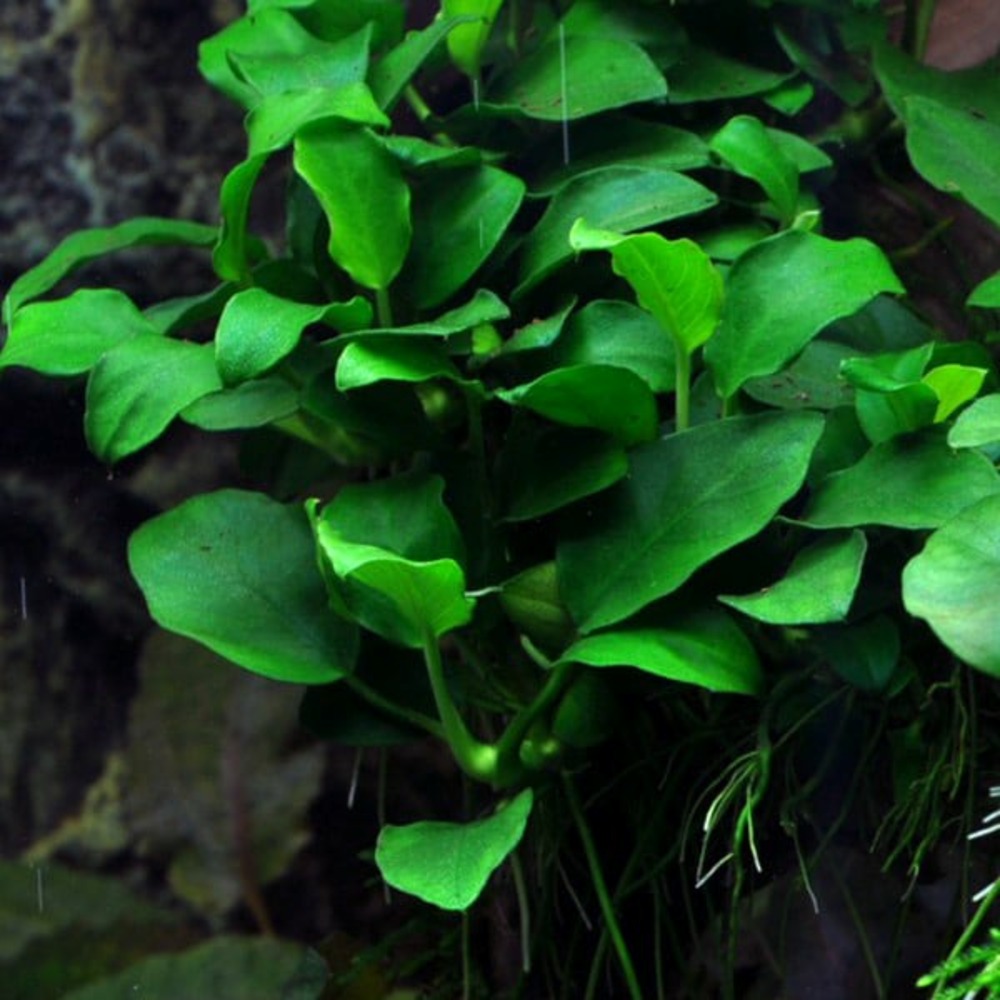 Anubias barteri var nana petite