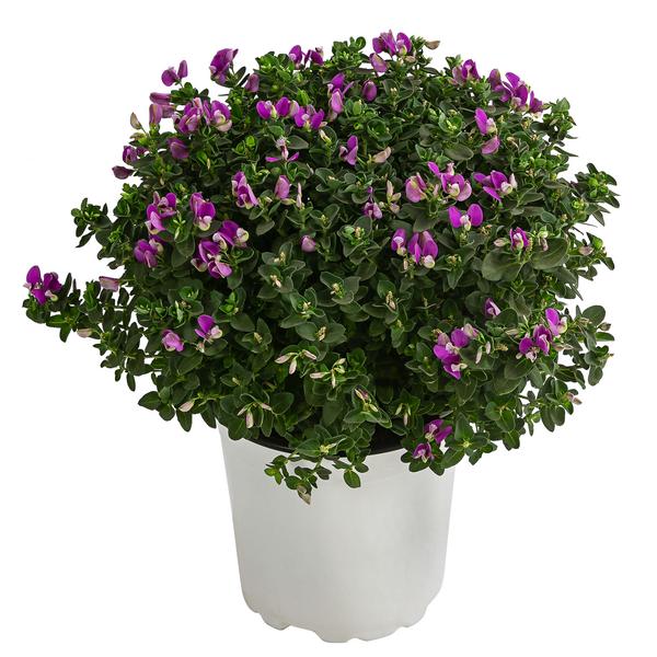 Kreuzblume 'Bibi Pink'