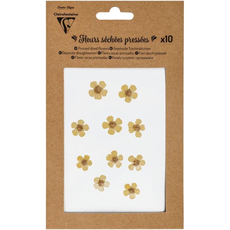 FLEURS SÉCHÉES PRÉSSÉES, Pochette de 10 pièces - Jaune