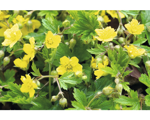 Waldsteinia/Onvruchtbare Aardbei FloraSelf Waldsteinia ternata Ø 9 cm pot
