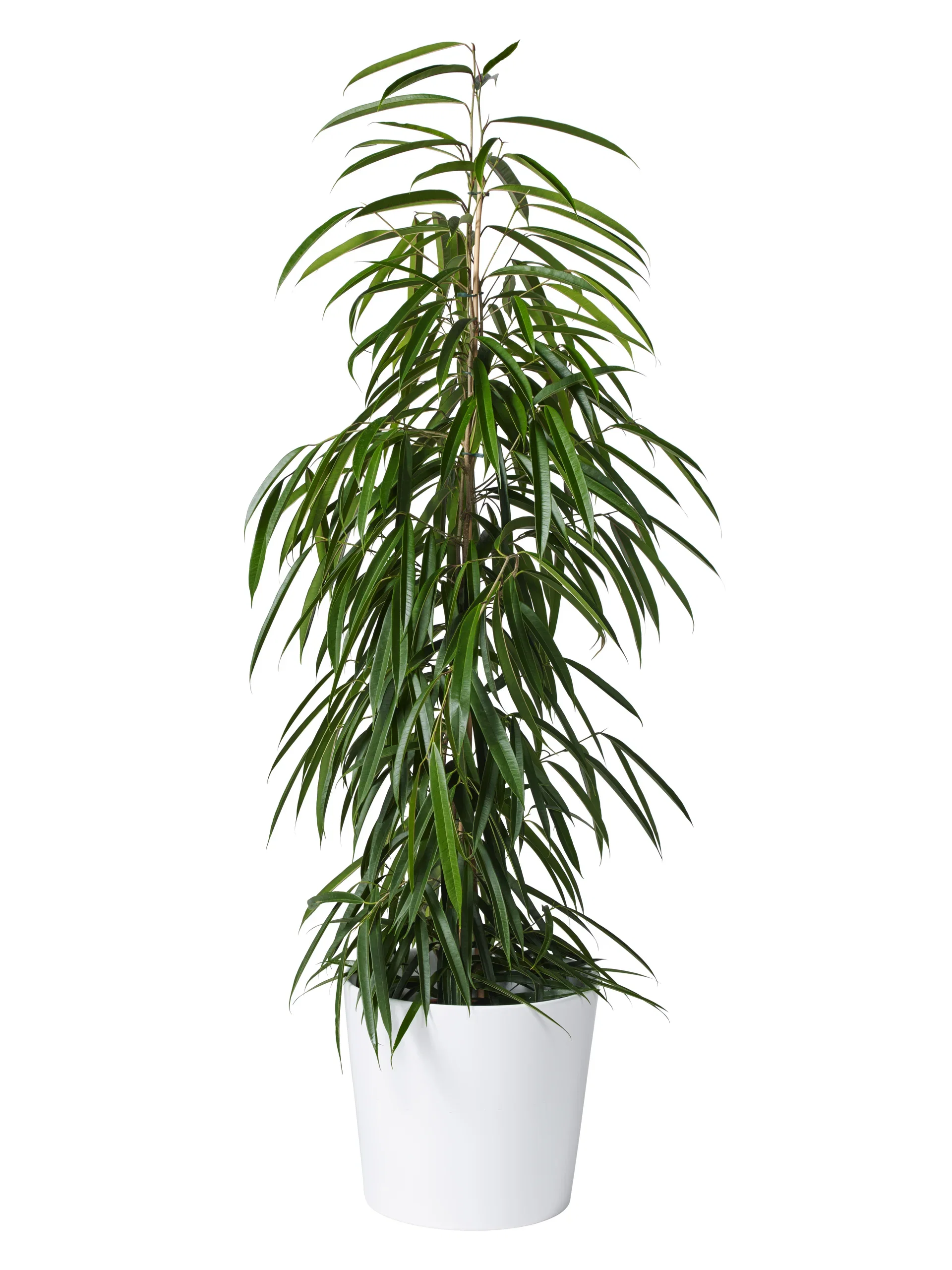 Plantagen Potte Harmoni Ø31 cm