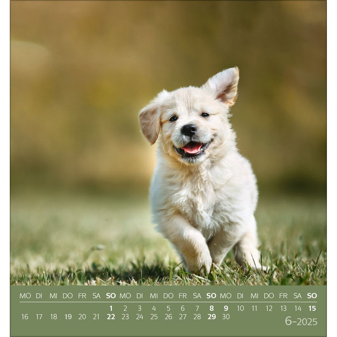 Postkartenkalender - 2025 - Hunde