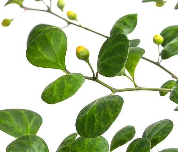 Mistelfeige - Ficus deltoidea