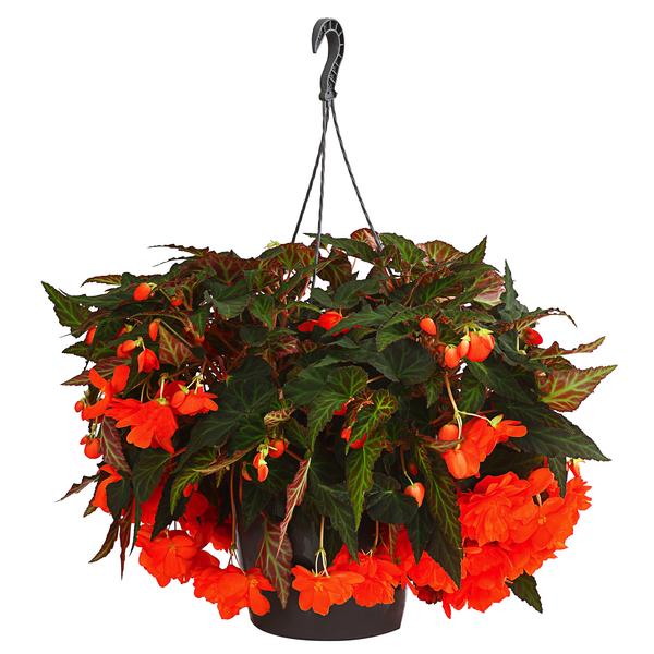 Hängebegonie 'Belina®', Ampel