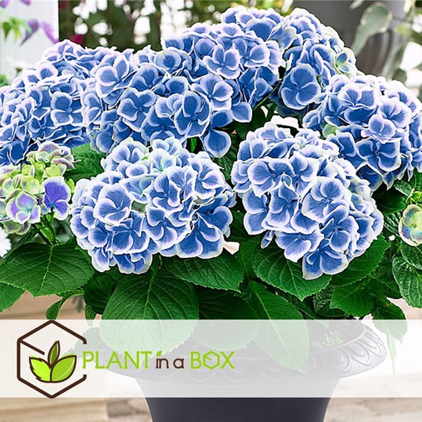 Hydrangea 'bicolor' blue - lot de 3