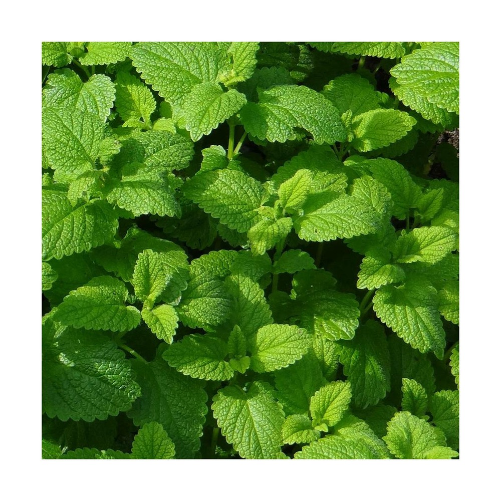 Petit calament/calamintha nepeta[-]godet