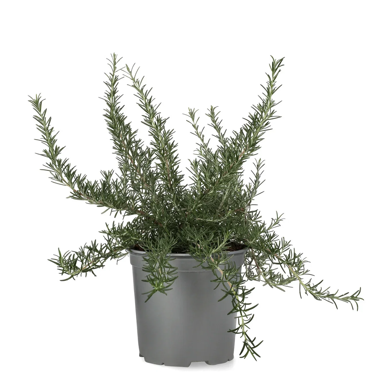 Rosmarinus prostratus Rosmarin ‘Prostratus’ Ø19 cm