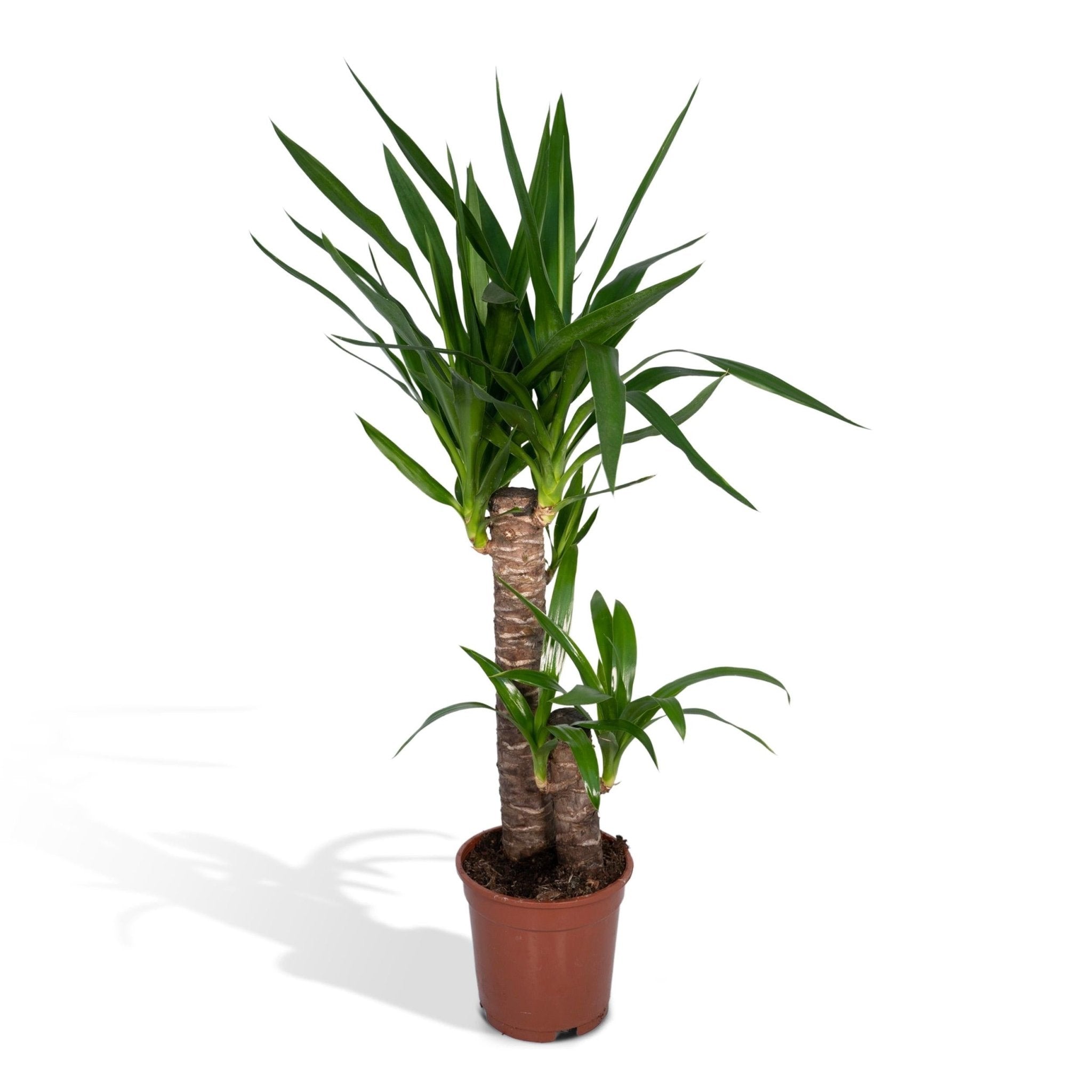 Plante d'intérieur - grand yucca 85cm
