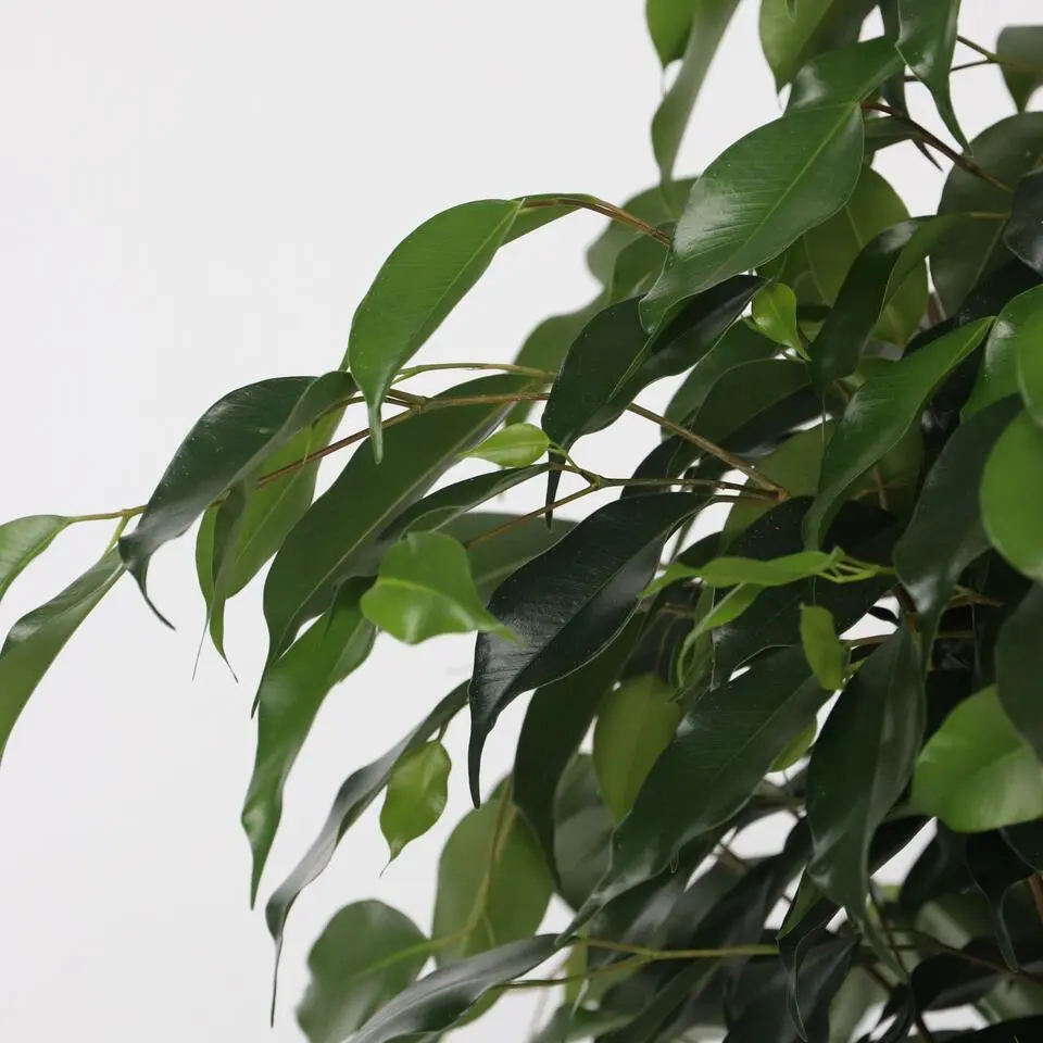 Treurvijg - Ficus benjamina 'Danielle' - Hoogte 100-110cm - ⌀21cm