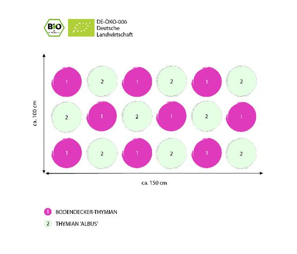 Bio Stauden-Set Duftender Thymian, 18-teilig