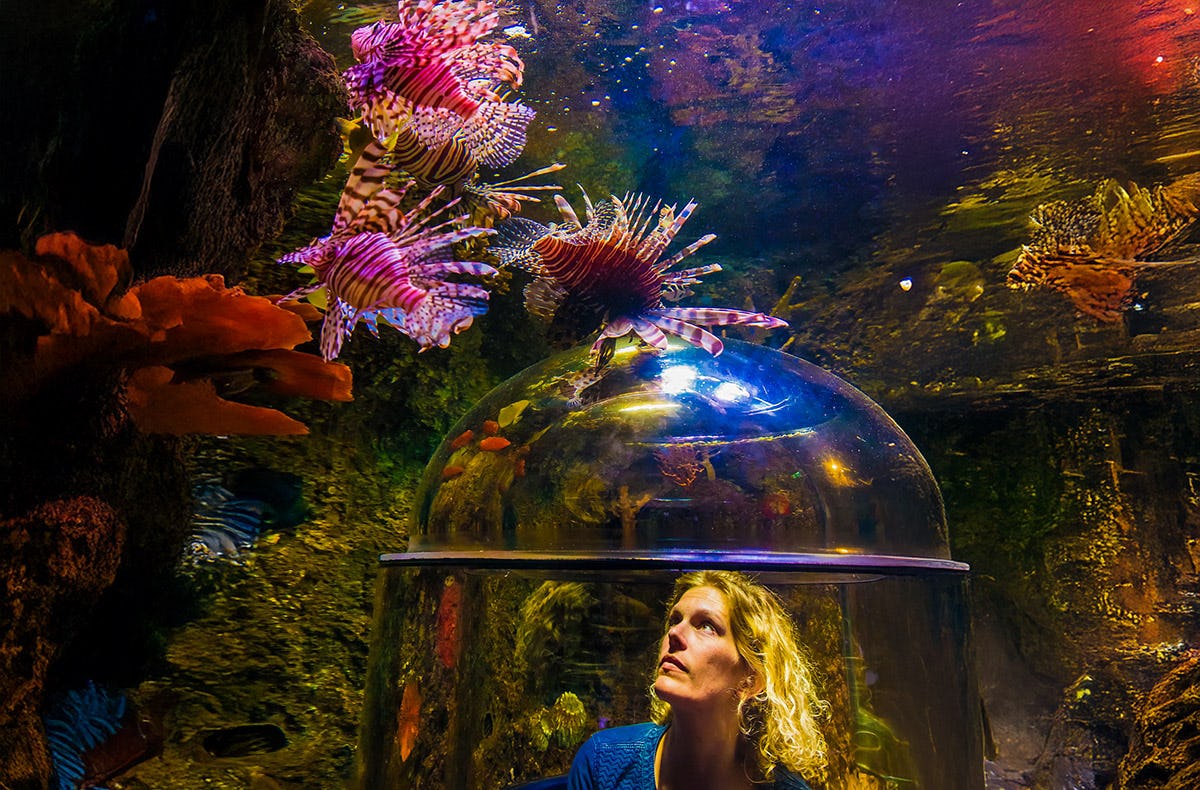 Sea Life Timmendorfer Strand (1 EW   1 Kleinkind)
