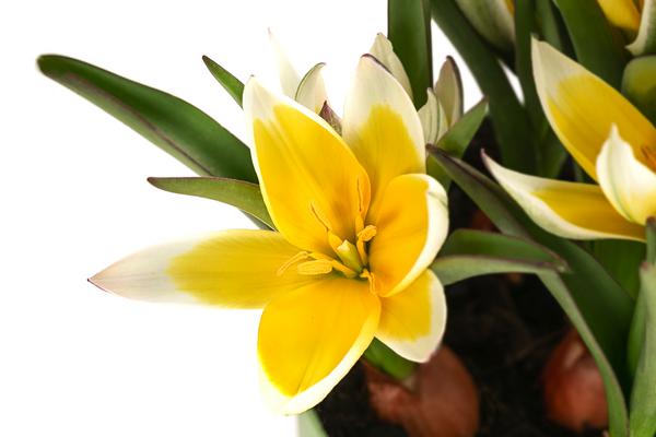 Tulpe 'Tarda'