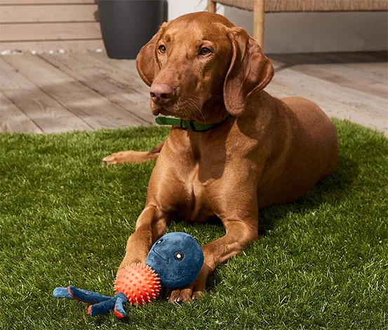 Hunde-Plüschspielzeug »Oktopus«