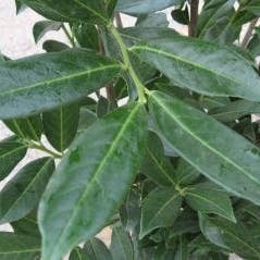 Laurierkers (Prunus laurocerasus 'Caucasica') H 100-125 cm
