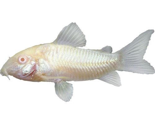 Vis Albino Corydoras - Corydoras aeneus