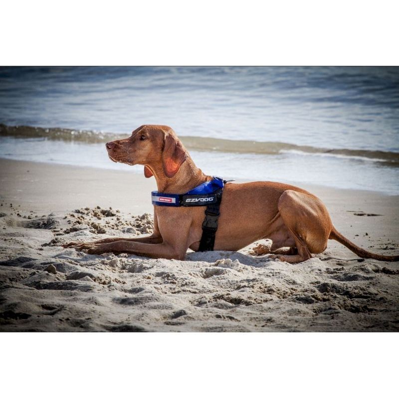Express Harness - Harnais pour chien