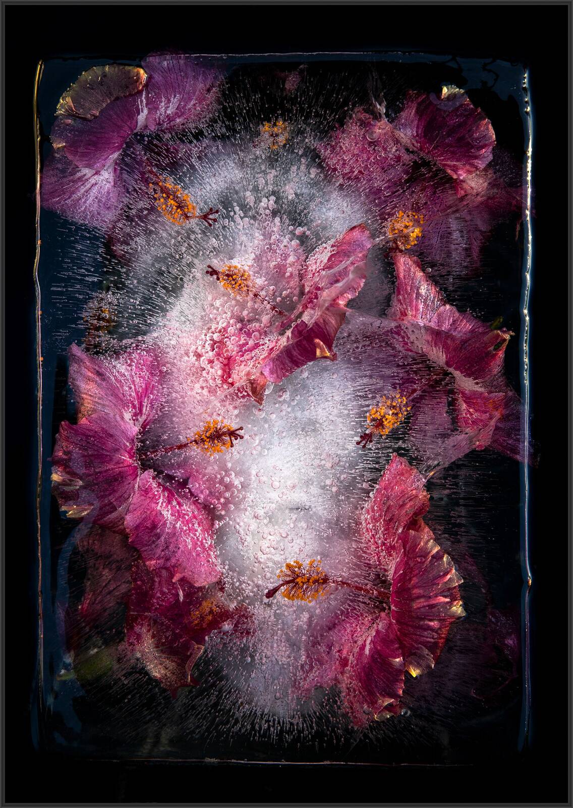 Pink Hibiscus by Bruce Boyd - Limited Edition. Edition of: 150. Signed.