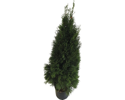 FloraSelf Thuja occidentalis 'Smaragd' H 100-125 cm Co 10 L Potted