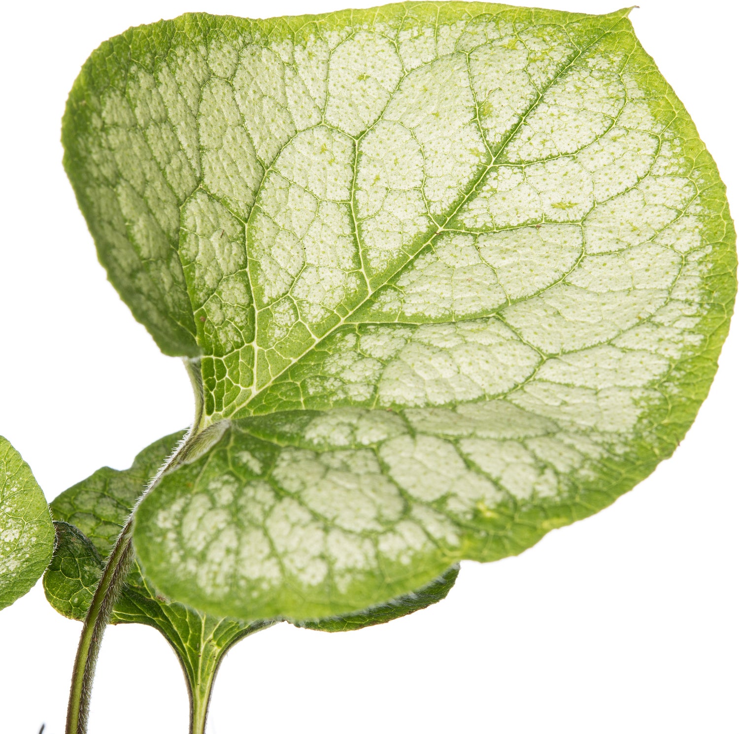 Kaukasische vergeet-mij-niet (Brunnera macrophylla 'Jack Frost') D 11 H 10 cm