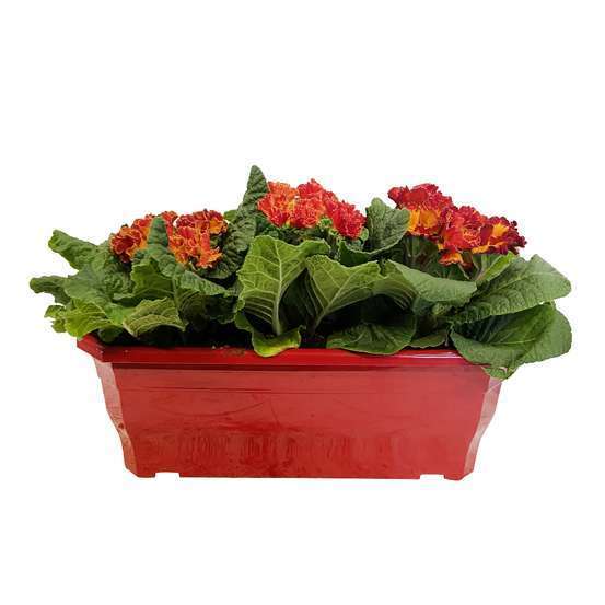 Primevère : jardinière de 25/30 cm
