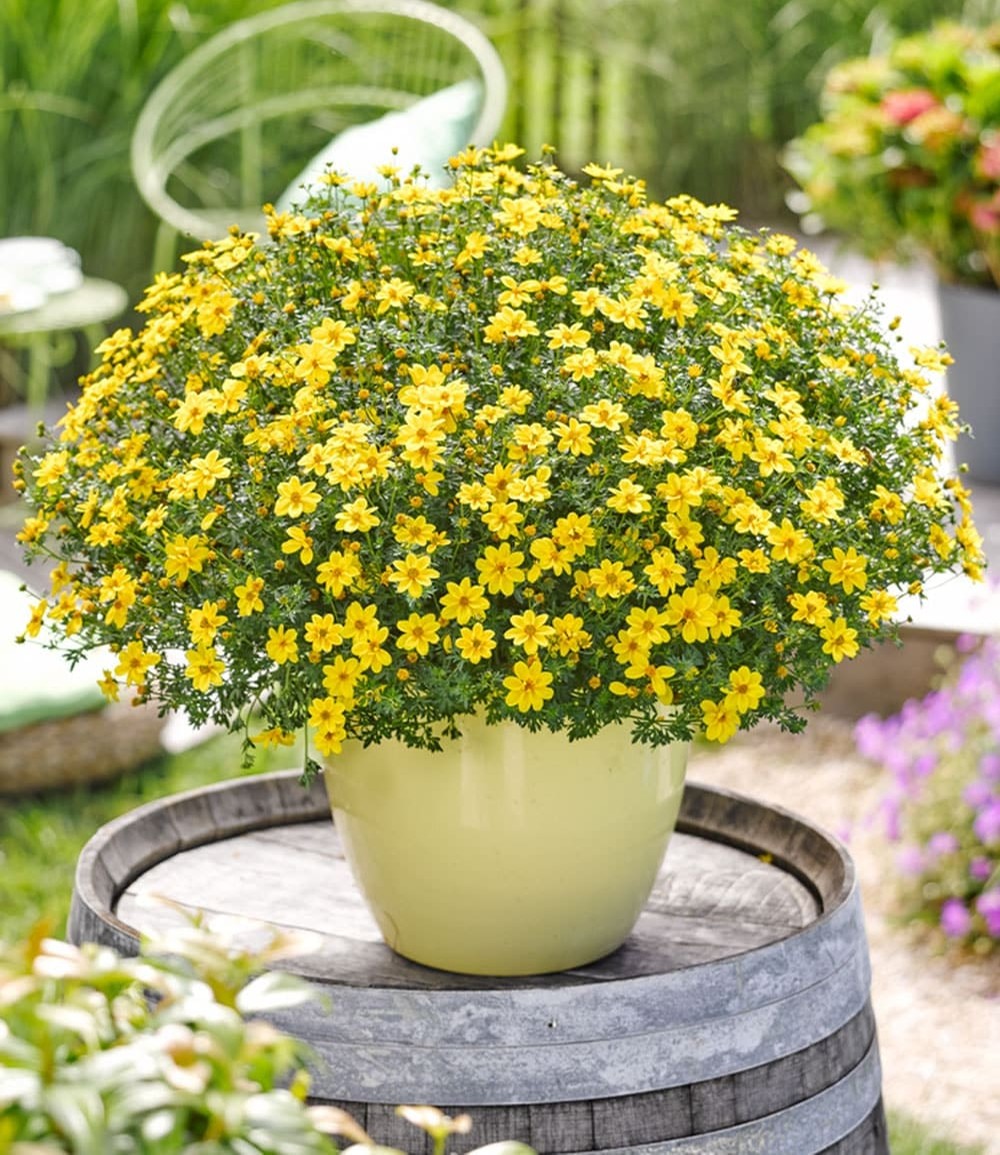 Bidens 'Yellow Sunshine®'