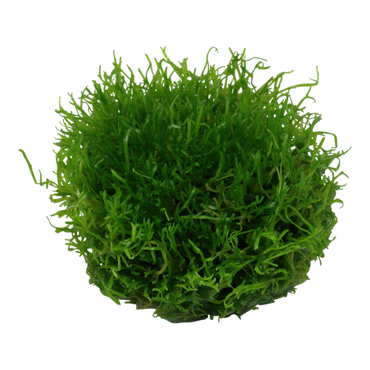 Waterplant Riccia Fluitans