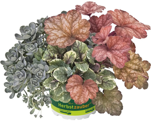 TrioMio Autumn Magic FloraZelfplantencombinatie voor plantenbakken H 10-40 cm Co 5 L