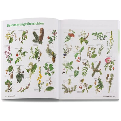Wildpflanzen neu entdecken
