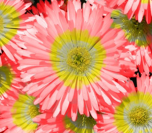 Bio Mittagsblume 'Wheels of Wonder® Fire