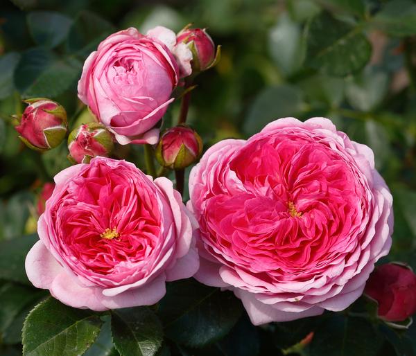 Nostalgie®-Edelrose 'Modern Art®'