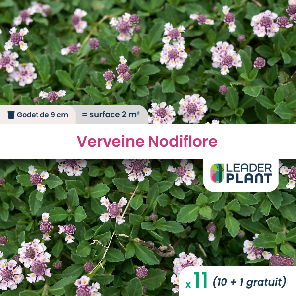 11 x verveine nodiflore en godet