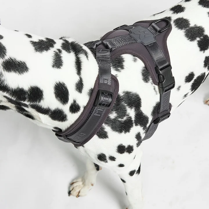 MiaCara - Modena Hundegeschirr XS, greige