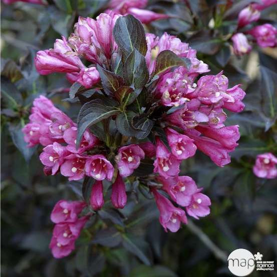 Weigelia variés H80/100cm : pot 12L