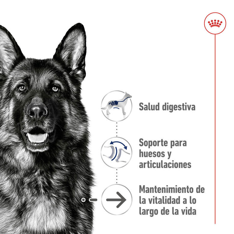 Ração Royal Canin Maxi Ageing para cães com mais de 8 anos
