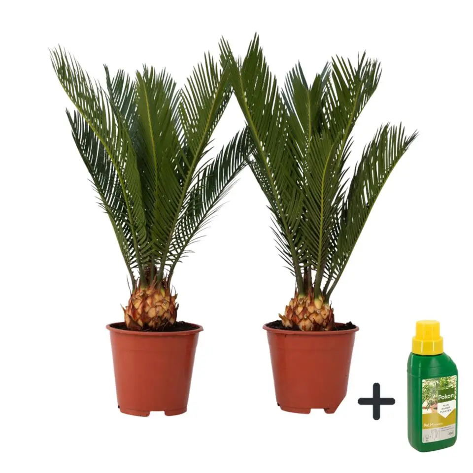 Vredespalm met voeding - Set van 2 - Cycas revoluta - Hoogte 45-60cm - ⌀15cm