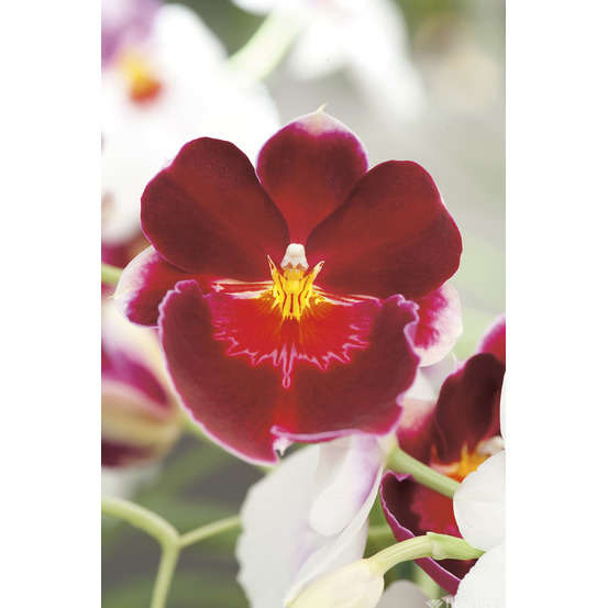 Orchidée Miltonia 2 tiges - pot D.12 cm