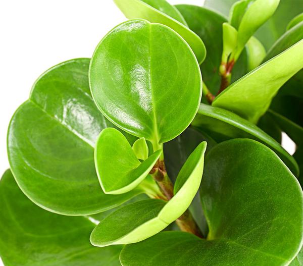 Peperomien-Set - Peperomia cultivars, 3-teilig