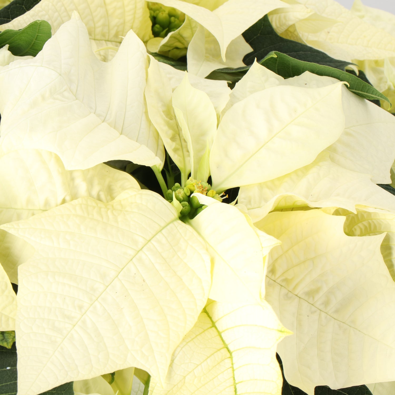 Kerstster (Euphorbia pulcherrima 'Alaska White') D 19 H 50 cm