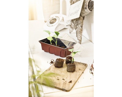 FloraSelf binnenkas, vensterbankkas 19x11x11 cm, inclusief 8 turfkorrels en koepel