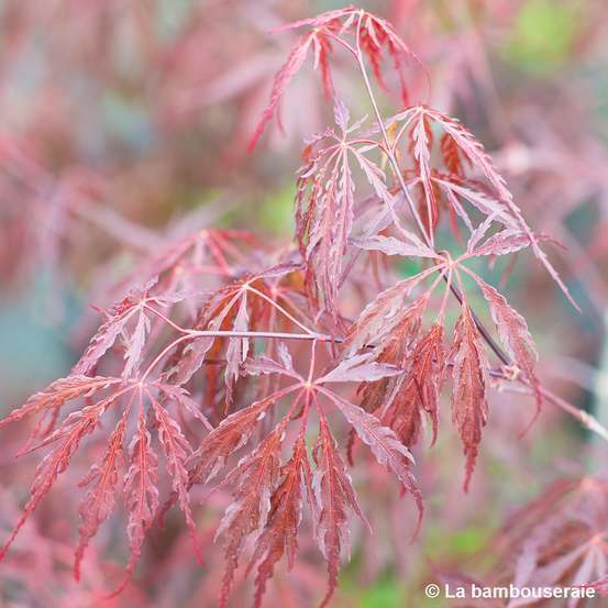 Acer palmatum dissectum 'Tamukeyama' C7L H60/80cm