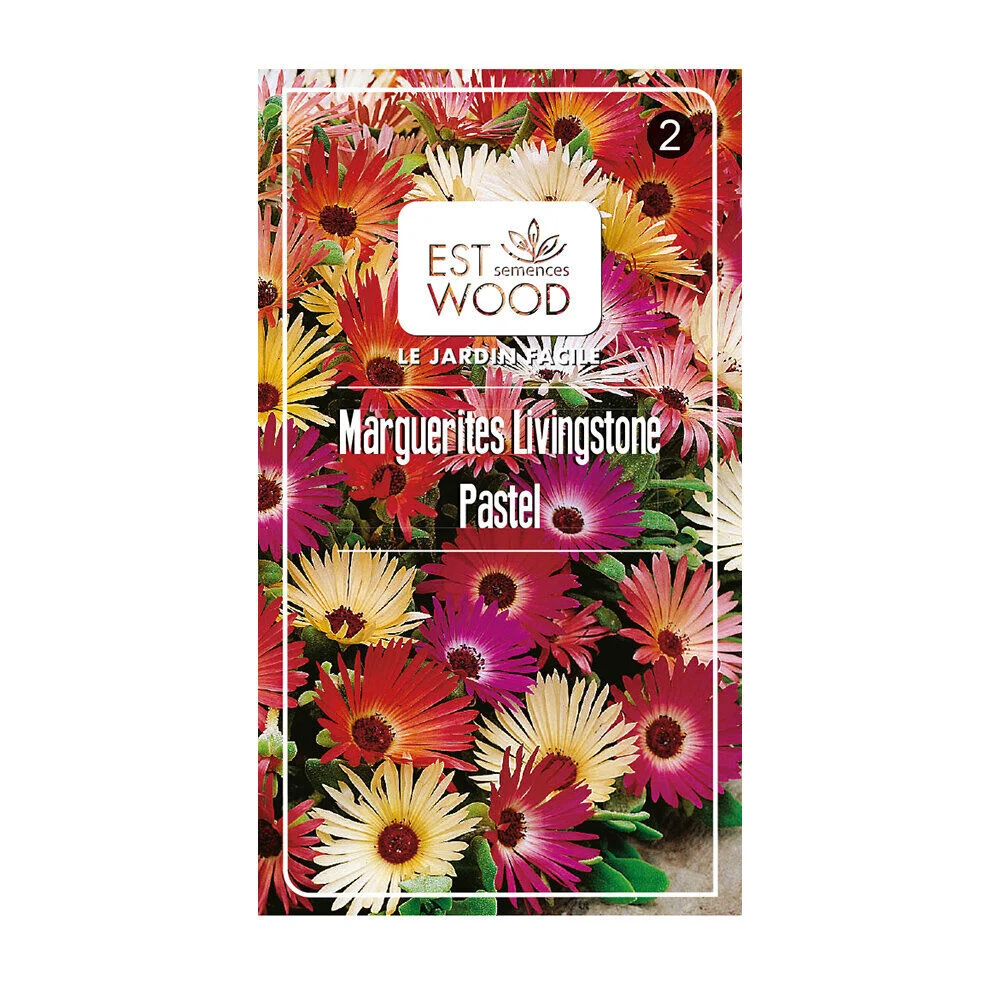 Semence marguerite multicolore