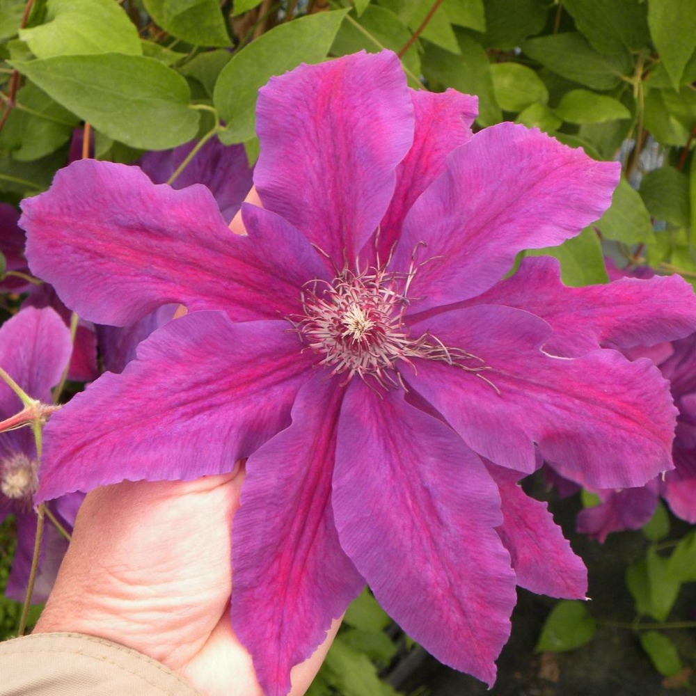 Clématite kacper/clematis kacper[-]pot de 1,5l - tuteur bambou 30/60 cm