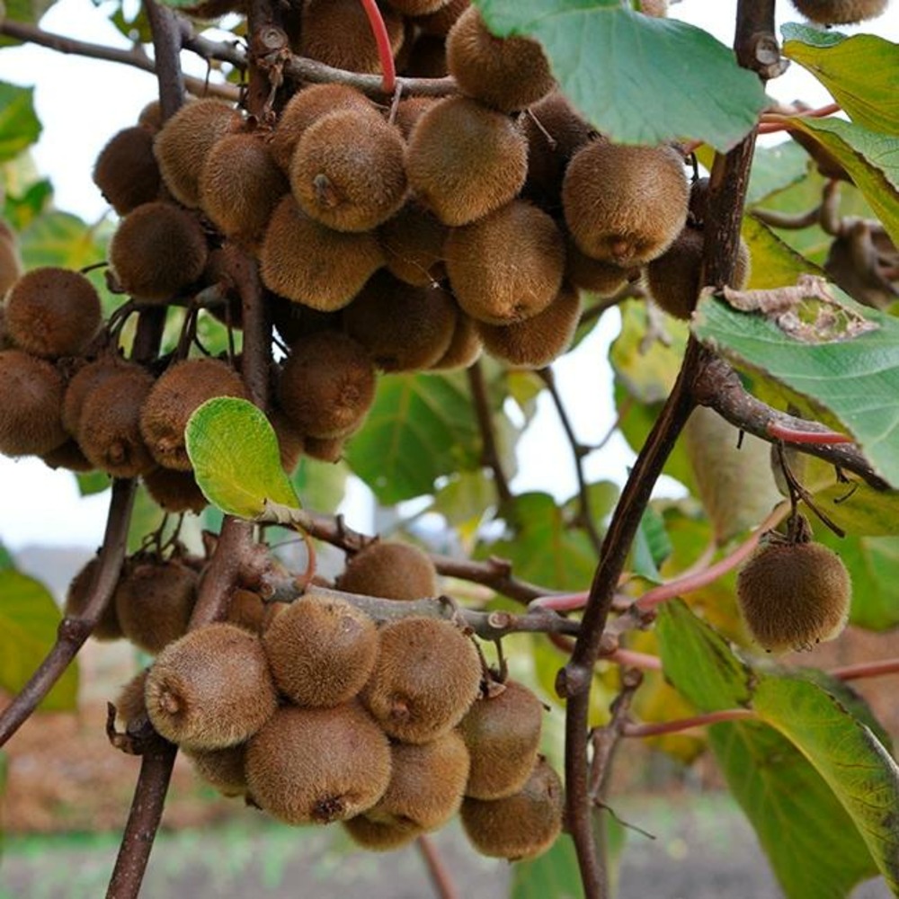 Kiwi autofertile 'solo' - actinidia deliciosa autofertile 3l