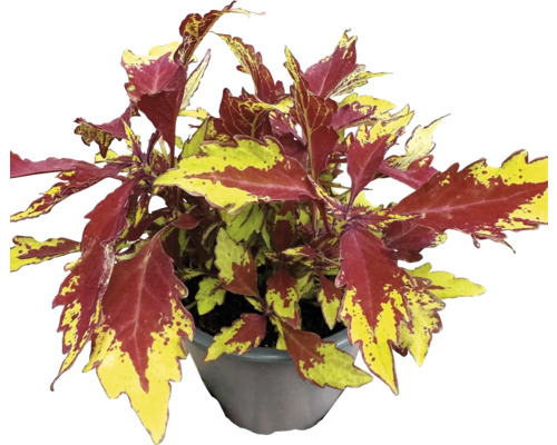 Coleus 'Apple Brandy', sierbrandnetel FloraSelf Ø 12 cm pot, blad prachtig