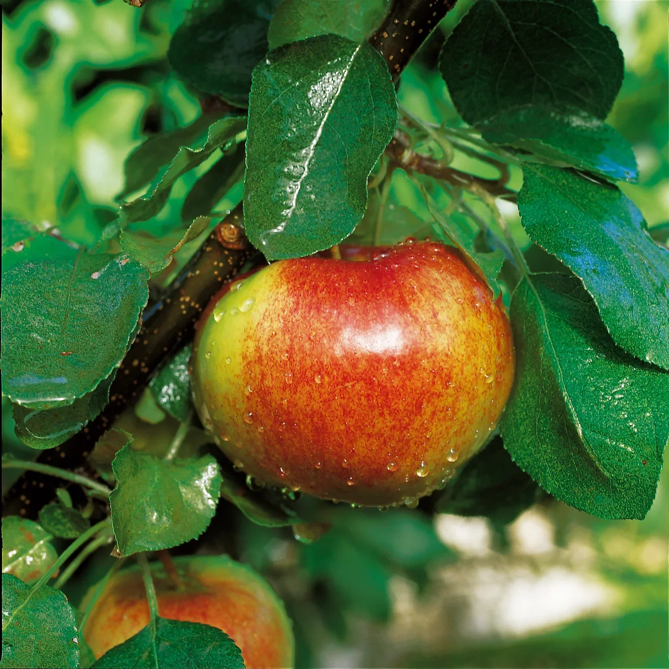 Malus domestica 'Katinka' Eple 'Katinka' E B9 Høyde 150-200 cm