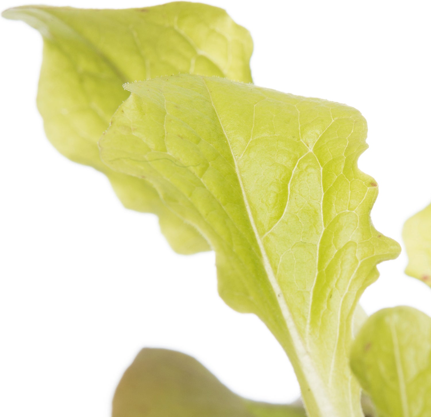 Biologische eikenbladsla (Lactuca sativa var. Foliosa) D 9 H 5 cm