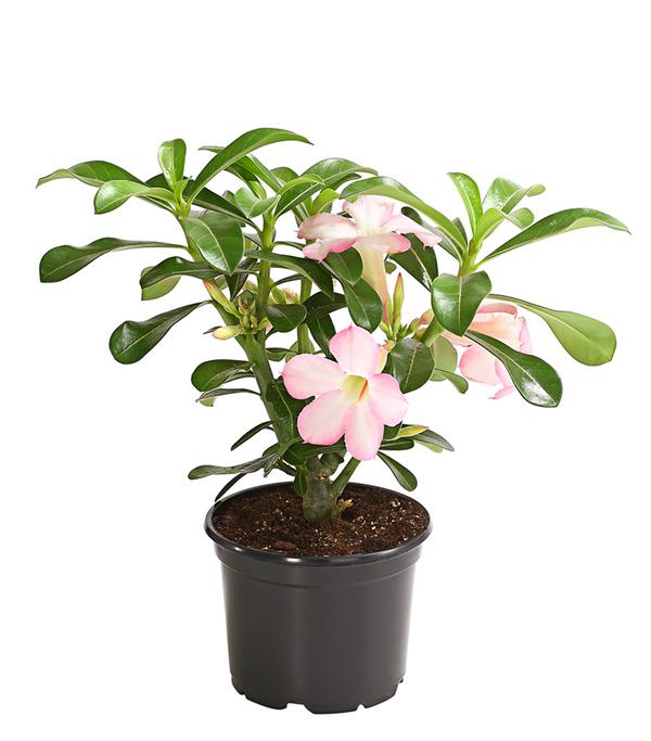 Wüstenrose