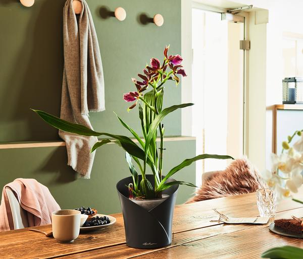 LECHUZA® ORCHIDEA, All-in-One Set, ca.
