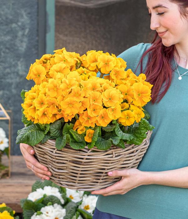 Primel, verschiedene Farben
